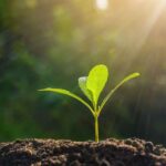 Aplicativos para identificar plantas