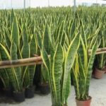 Aplicativo para reconhecer plantas com a câmera do celular