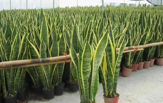 Aplicativo para reconhecer plantas com a câmera do celular