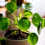 Identifique plantas usando a câmera do celular
