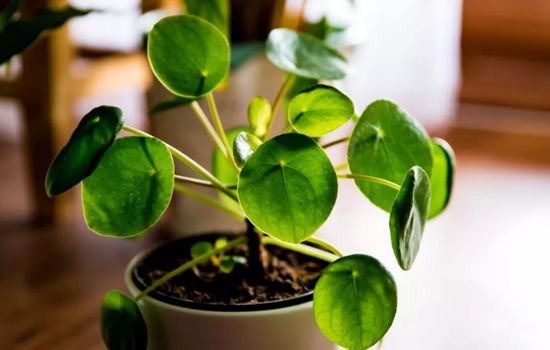 Identifique plantas usando a câmera do celular