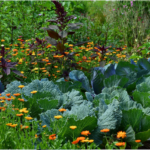 Aplicativo para Identificar espécies de plantas