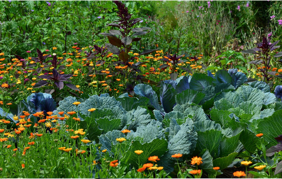 Aplicativo para Identificar espécies de plantas