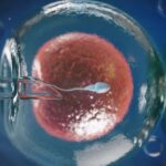 Como funciona a fertilização