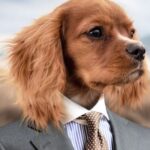 Como descobrir a idade humana dos cachorros?