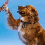 Aplicativos de Adestramento para Cães